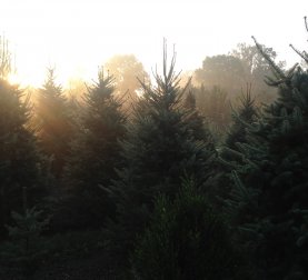 A field of Christmas Trees